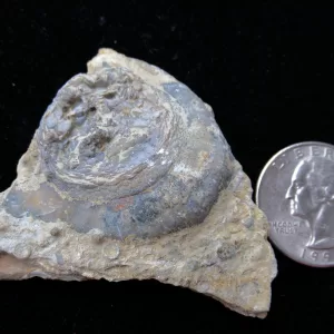 Genuine Ordovician Age Isorophus Edrioasteroid From Ohio For Sale #8