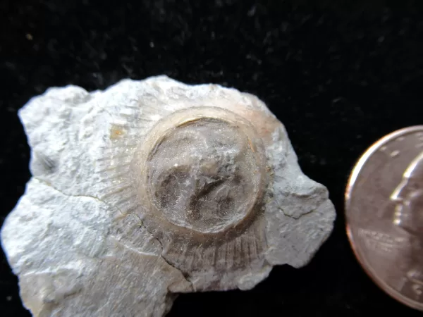 Genuine Ordovician Age Isorophus Edrioasteroid From Ohio For Sale #9a