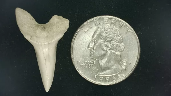 Genuine Miocene Age Isurus hastalis Shark Tooth Fossils From Bakersfield, California For Sale #11