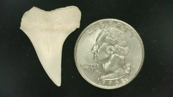 Genuine Miocene Age Isurus hastalis Shark Tooth Fossils From Bakersfield, California For Sale #12a