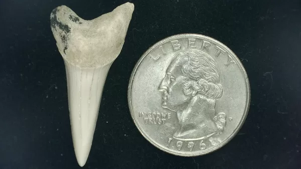 Genuine Miocene Age Isurus hastalis Shark Tooth Fossils From Bakersfield, California For Sale #14