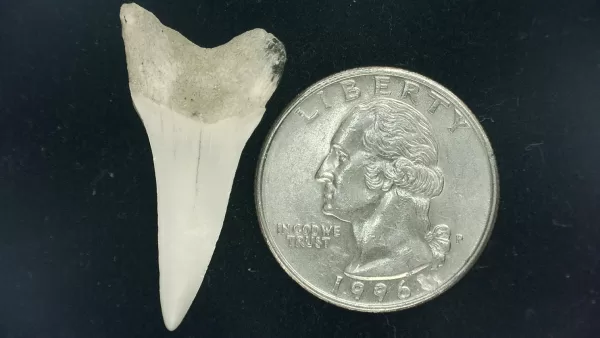 Genuine Miocene Age Isurus hastalis Shark Tooth Fossils From Bakersfield, California For Sale #14a