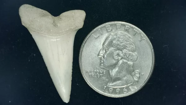 Genuine Miocene Age Isurus hastalis Shark Tooth Fossils From Bakersfield, California For Sale #15