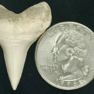 Genuine Miocene Age Isurus hastalis Shark Tooth Fossils From Bakersfield, California For Sale #16