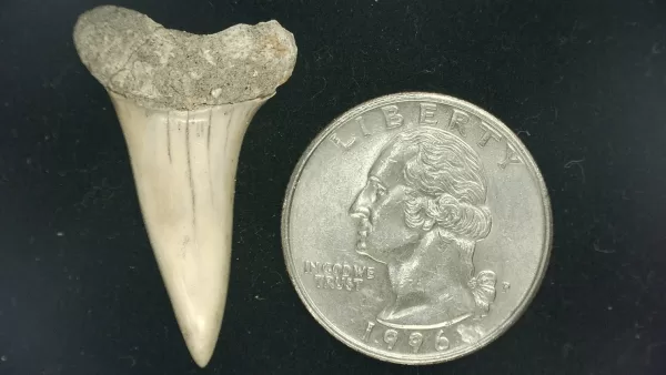 Genuine Miocene Age Isurus hastalis Shark Tooth Fossils From Bakersfield, California For Sale #17