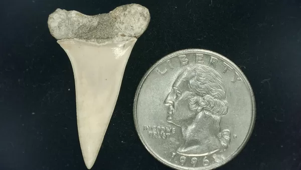 Genuine Miocene Age Isurus hastalis Shark Tooth Fossils From Bakersfield, California For Sale #17a