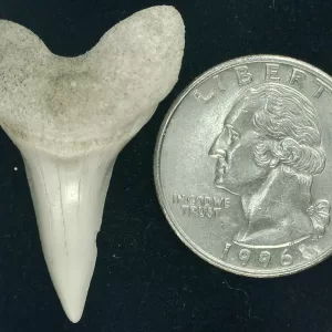 Genuine Miocene Age Isurus hastalis Shark Tooth Fossils From Bakersfield, California For Sale #19