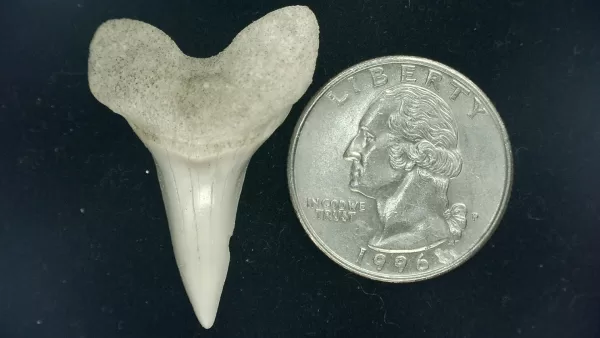 Genuine Miocene Age Isurus hastalis Shark Tooth Fossils From Bakersfield, California For Sale #19