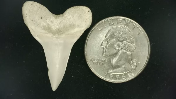 Genuine Miocene Age Isurus hastalis Shark Tooth Fossils From Bakersfield, California For Sale #19a