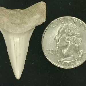 Genuine Miocene Age Isurus hastalis Shark Tooth Fossils From Bakersfield, California For Sale #21