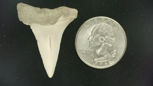 Genuine Miocene Age Isurus hastalis Shark Tooth Fossils From Bakersfield, California For Sale #21a