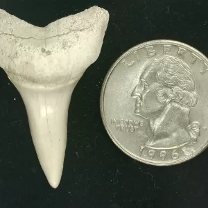 Genuine Miocene Age Isurus hastalis Shark Tooth Fossils From Bakersfield, California For Sale #23