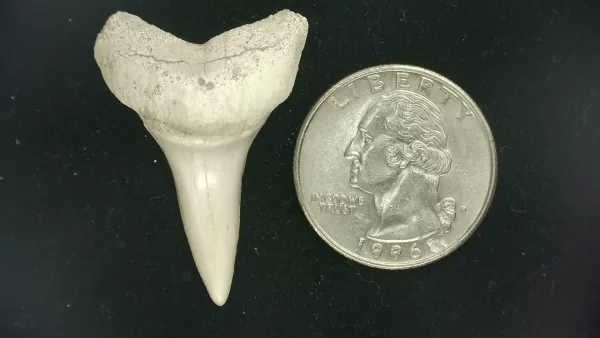 Genuine Miocene Age Isurus hastalis Shark Tooth Fossils From Bakersfield, California For Sale #23