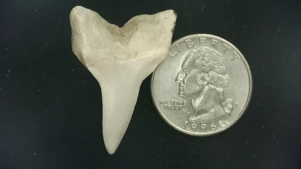 Genuine Miocene Age Isurus hastalis Shark Tooth Fossils From Bakersfield, California For Sale #24a