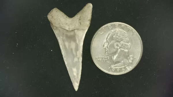 Genuine Miocene Age Isurus hastalis Shark Tooth Fossils From Bakersfield, California For Sale #26a