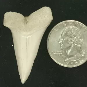 Genuine Miocene Age Isurus hastalis Shark Tooth Fossils From Bakersfield, California For Sale #27