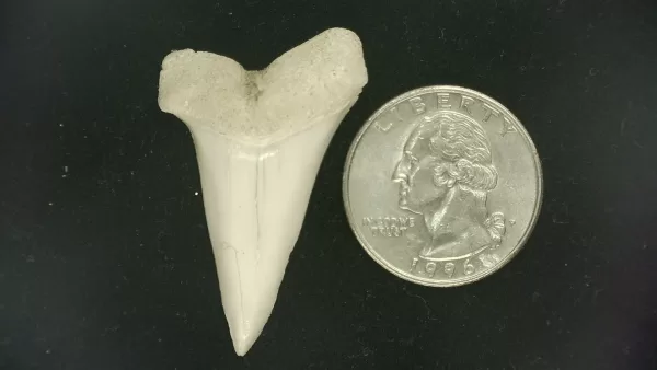 Genuine Miocene Age Isurus hastalis Shark Tooth Fossils From Bakersfield, California For Sale #27