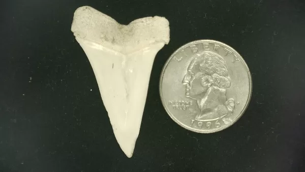 Genuine Miocene Age Isurus hastalis Shark Tooth Fossils From Bakersfield, California For Sale #27a