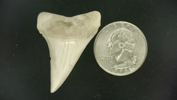 Genuine Miocene Age Isurus hastalis Shark Tooth Fossils From Bakersfield, California For Sale #28