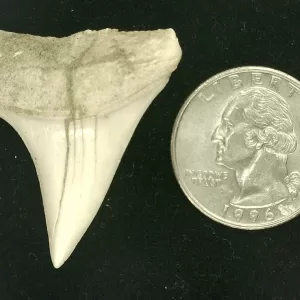 Genuine Miocene Age Isurus hastalis Shark Tooth Fossils From Bakersfield, California For Sale #29