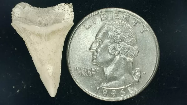 Genuine Miocene Age Isurus hastalis Shark Tooth Fossils From Bakersfield, California For Sale #2a