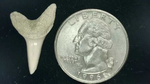 Genuine Miocene Age Isurus hastalis Shark Tooth Fossils From Bakersfield, California For Sale #3