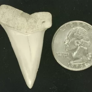 Genuine Miocene Age Isurus hastalis Shark Tooth Fossils From Bakersfield, California For Sale #30