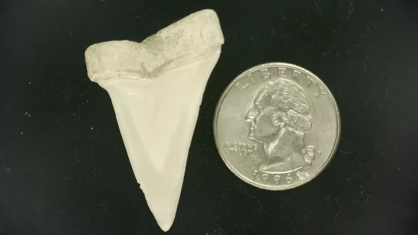 Genuine Miocene Age Isurus hastalis Shark Tooth Fossils From Bakersfield, California For Sale #30a