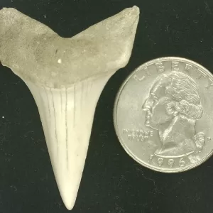 Genuine Miocene Age Isurus hastalis Shark Tooth Fossils From Bakersfield, California For Sale #31