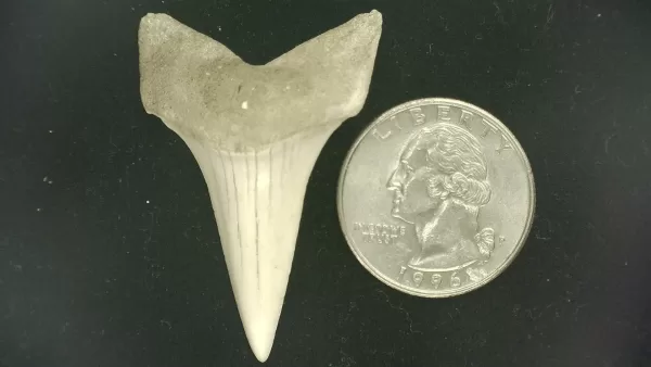 Genuine Miocene Age Isurus hastalis Shark Tooth Fossils From Bakersfield, California For Sale #31