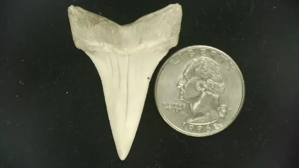 Genuine Miocene Age Isurus hastalis Shark Tooth Fossils From Bakersfield, California For Sale #31a