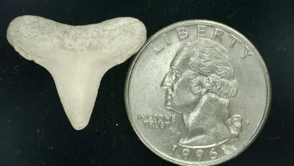 Genuine Miocene Age Isurus hastalis Shark Tooth Fossils From Bakersfield, California For Sale #4a