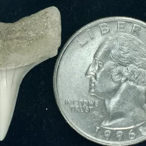 Genuine Miocene Age Isurus hastalis Shark Tooth Fossils From Bakersfield, California For Sale #5