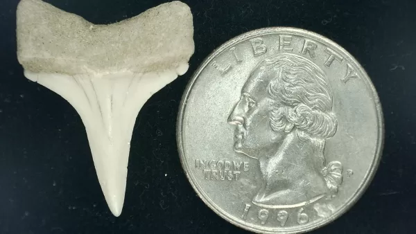 Genuine Miocene Age Isurus hastalis Shark Tooth Fossils From Bakersfield, California For Sale #5a