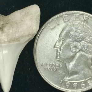 Genuine Miocene Age Isurus hastalis Shark Tooth Fossils From Bakersfield, California For Sale #6