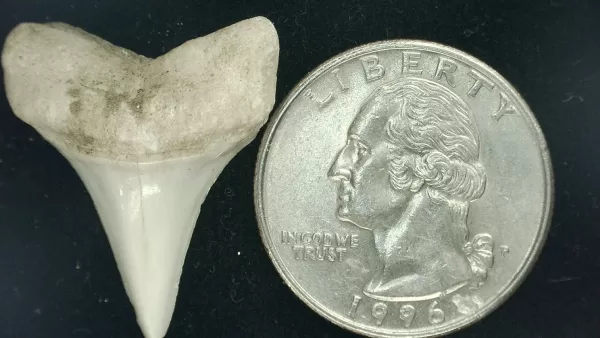 Genuine Miocene Age Isurus hastalis Shark Tooth Fossils From Bakersfield, California For Sale #6