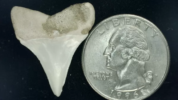 Genuine Miocene Age Isurus hastalis Shark Tooth Fossils From Bakersfield, California For Sale #6a