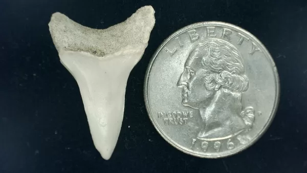 Genuine Miocene Age Isurus hastalis Shark Tooth Fossils From Bakersfield, California For Sale #7a