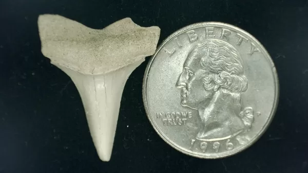 Genuine Miocene Age Isurus hastalis Shark Tooth Fossils From Bakersfield, California For Sale #8