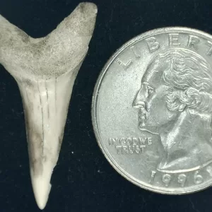 Genuine Miocene Age Isurus hastalis Shark Tooth Fossils From Bakersfield, California For Sale #9