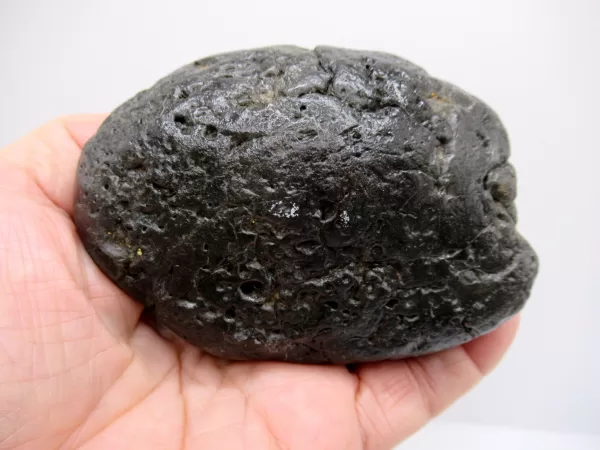 Genuine Miocene Age Megalodon Shark Coprolite Fossil for Sale from South Carolina #19