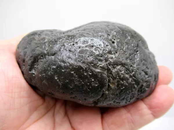 Genuine Miocene Age Megalodon Shark Coprolite Fossil for Sale from South Carolina #19c