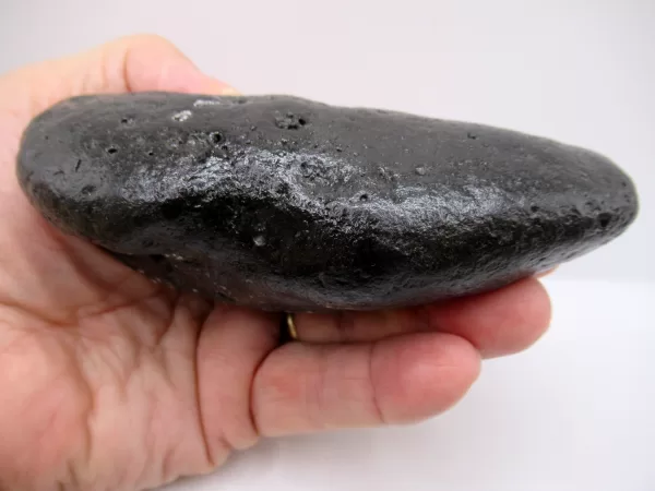 Genuine Miocene Age Megalodon Shark Coprolite Fossil for Sale from South Carolina #21c