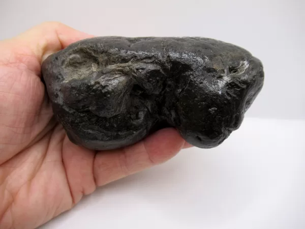 Genuine Miocene Age Megalodon Shark Coprolite Fossil for Sale from South Carolina #23a