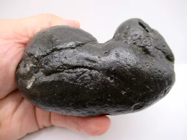 Genuine Miocene Age Megalodon Shark Coprolite Fossil for Sale from South Carolina #23c