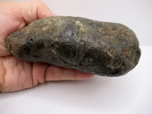 Genuine Miocene Age Megalodon Shark Coprolite Fossil for Sale from South Carolina #24c