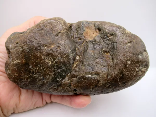 Genuine Miocene Age Megalodon Shark Coprolite Fossil for Sale from South Carolina #26b