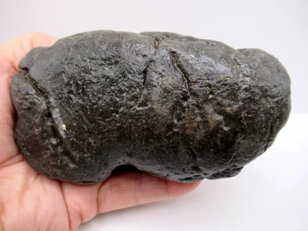 Genuine Miocene Age Megalodon Shark Coprolite Fossil for Sale from South Carolina #27b