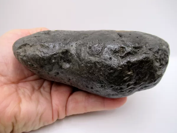 Genuine Miocene Age Megalodon Shark Coprolite Fossil for Sale from South Carolina #27c