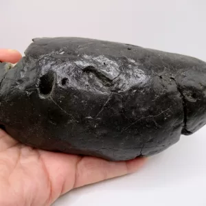 Genuine Miocene Age Megalodon Shark Coprolite Fossil for Sale from South Carolina #32